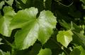  Roger's Red vine, California wild grape 